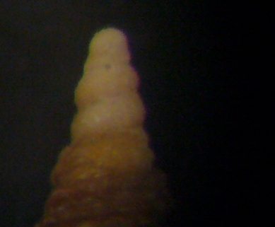 Cerithiopsis da identificare